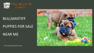Healthy Bullmastiff Puppies for Sale near Me in Arlington, Virginia