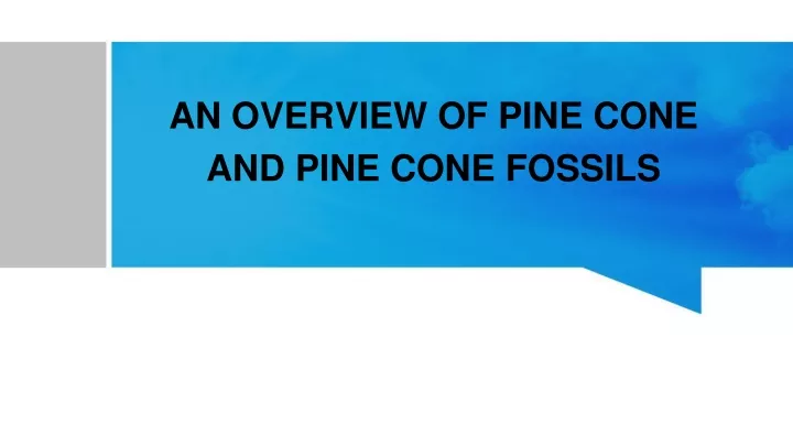 an overview of pine cone and pine cone fossils