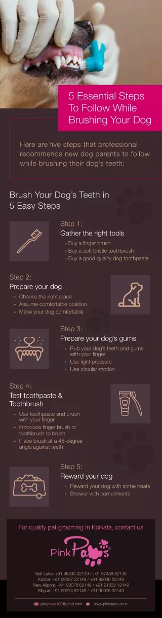 5 Essential Steps to Follow While Brushing Your Dog