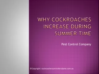 Why Cockroaches Increase During Summer Time