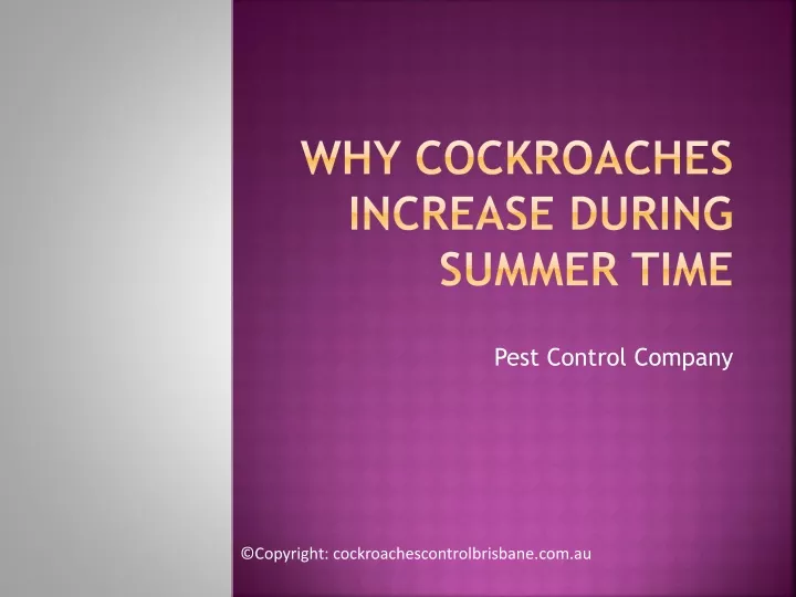 why cockroaches increase during summer time