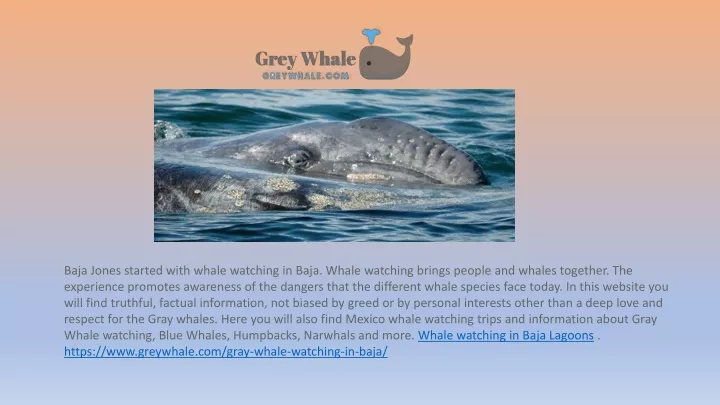 baja jones started with whale watching in baja
