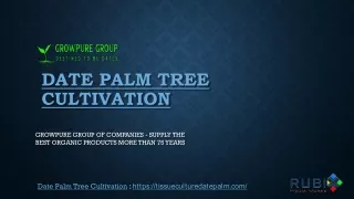 Date Palm Tree Cultivation