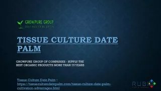 Tissue Culture Date Palm