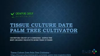 Tissue Culture Date Palm Tree Cultivator