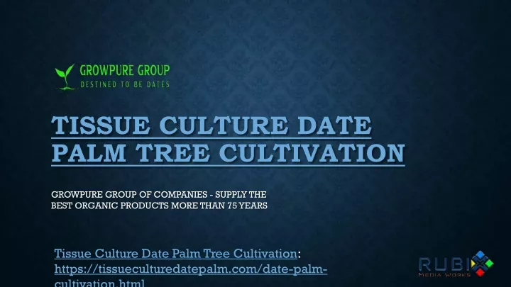 tissue culture date palm tree cultivation