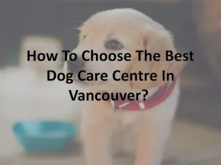 How To Choose The Best Dog Care Centre In Vancouver