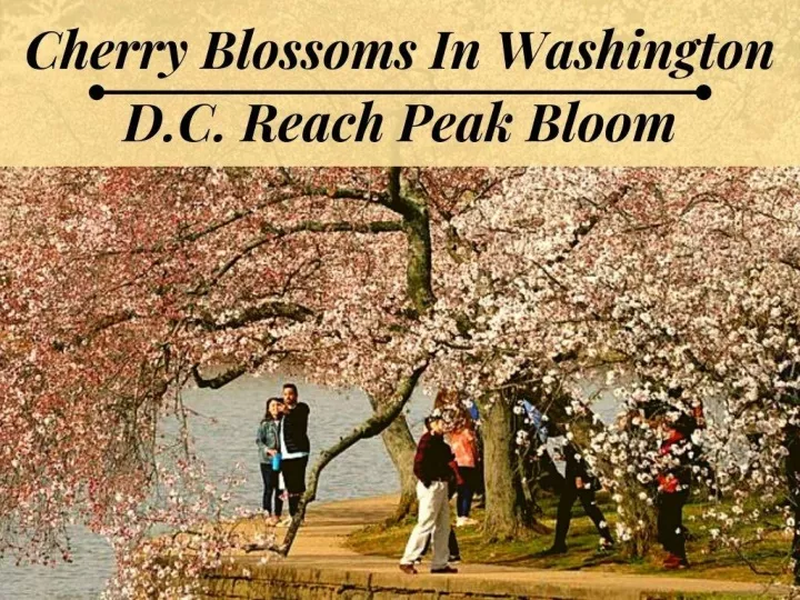 cherry blossoms in washington d c reach peak bloom