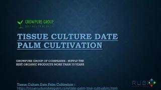 Tissue Culture Date Palm Cultivation