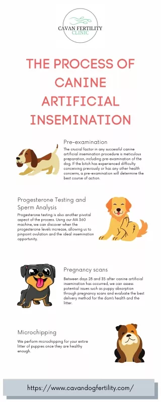The Process Of Canine Artificial Insemination