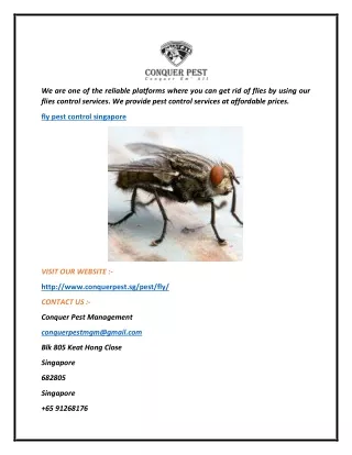 Fly Pest Control Singapore  Conquer Pest