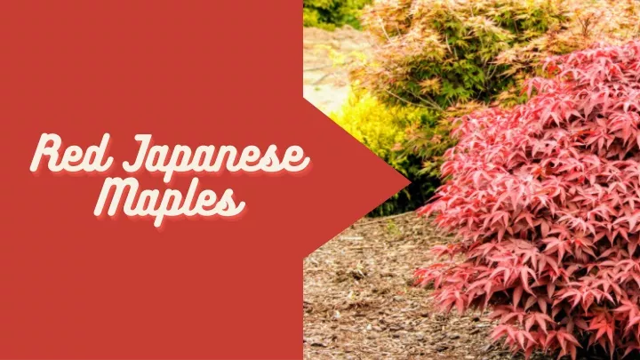 red japanese red japanese red japanese maples