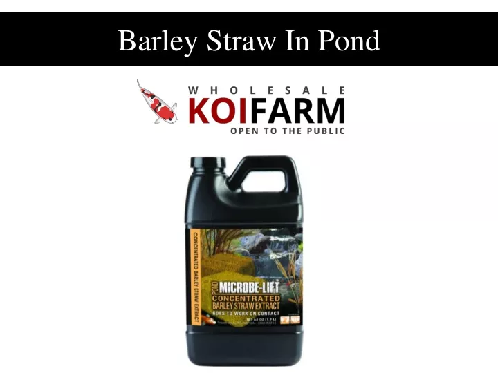 barley straw in pond