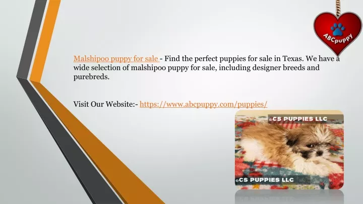 malshipoo puppy for sale find the perfect puppies