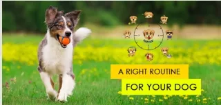 Dog & Puppy Checklist 2022 Essentials for Right Routine