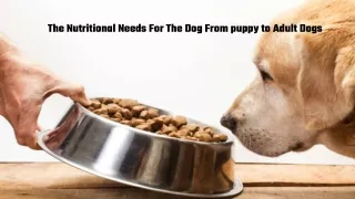 The Nutritional Needs For The Dog From puppy to Adult Dogs