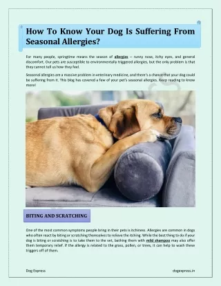 how to know your dog is suffering from seasonal