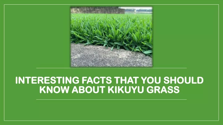 interesting facts that you should know about kikuyu grass