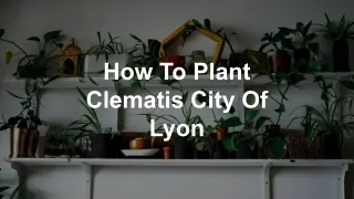 How To Plant Clematis City Of Lyon