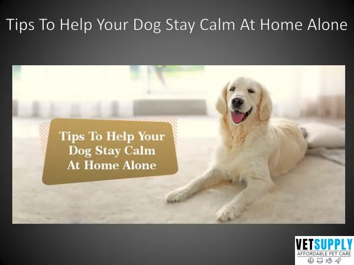 tips to help your dog stay calm at home alone