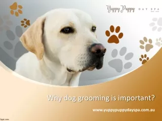 Why dog grooming is important