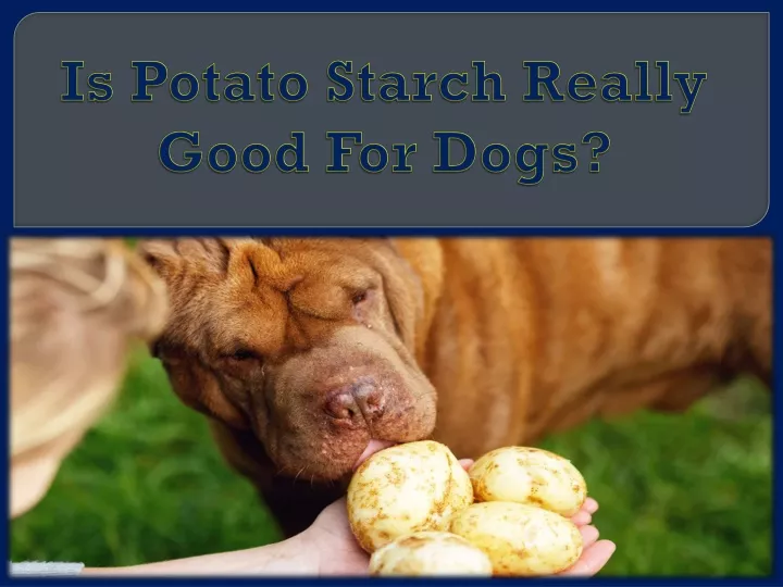 is potato starch really good for dogs