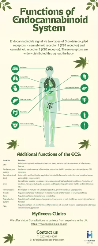 functions of endocannabinoid system