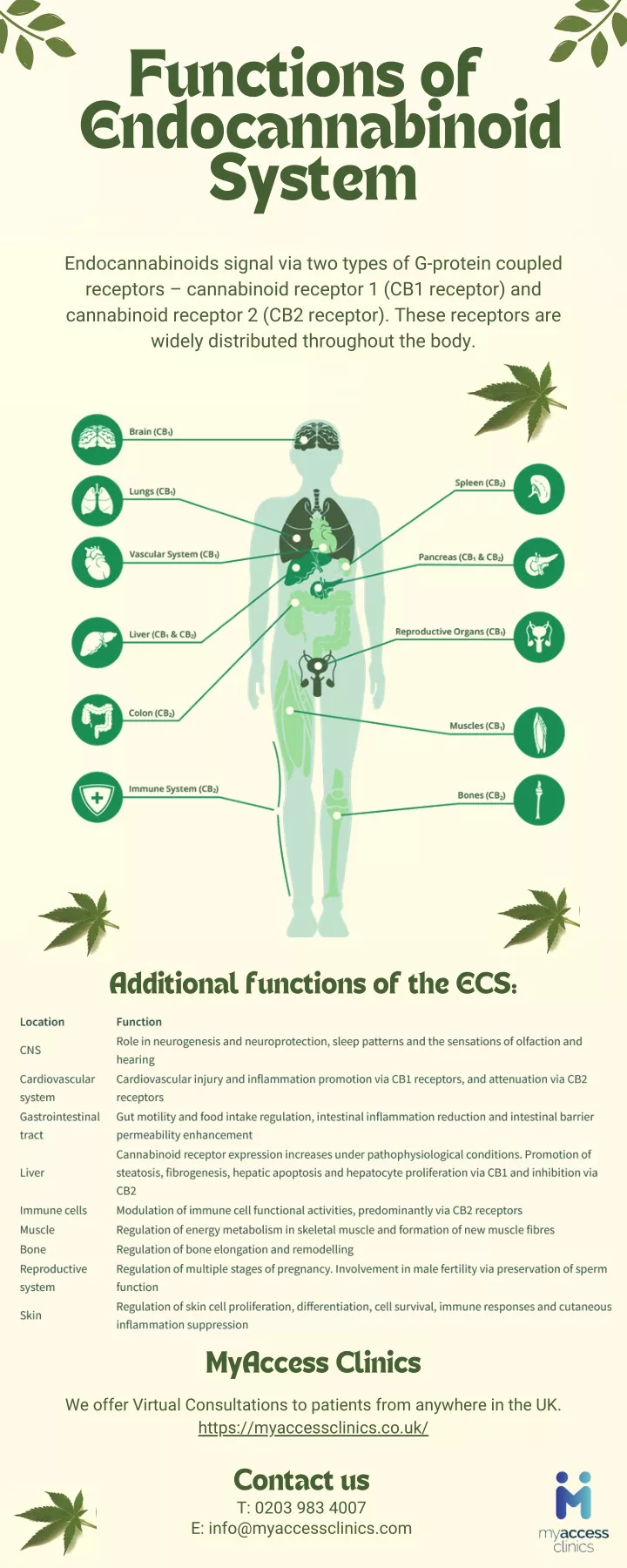 functions of endocannabinoid system
