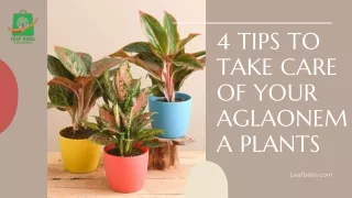 4 Tips to take Care of your Aglaonema Plants