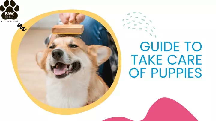 guide to take care of puppies