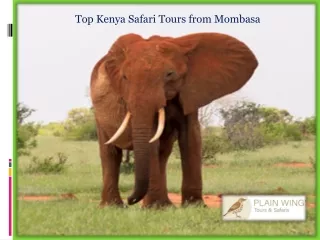 Top Kenya Safari Tours from Mombasa