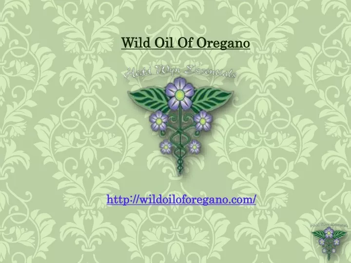 wild oil of oregano