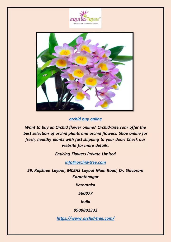 orchid buy online