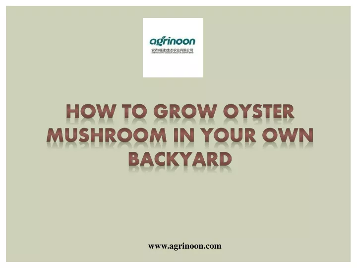 how to grow oyster mushroom in your own backyard