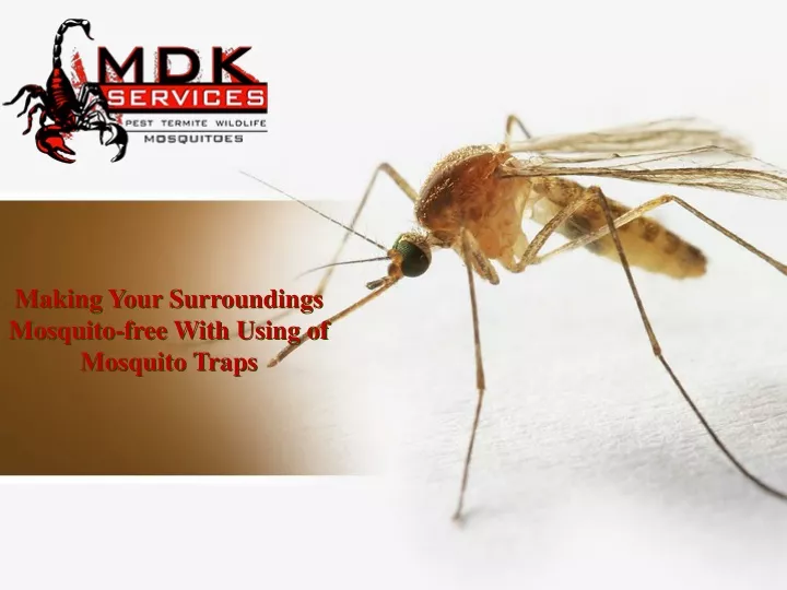 making your surroundings mosquito free with using of mosquito traps