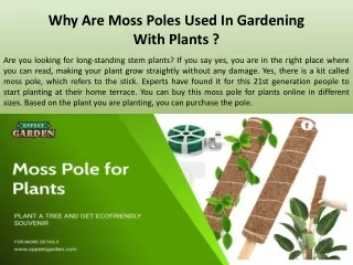Why Are Moss Poles Used In Gardening With Plants?