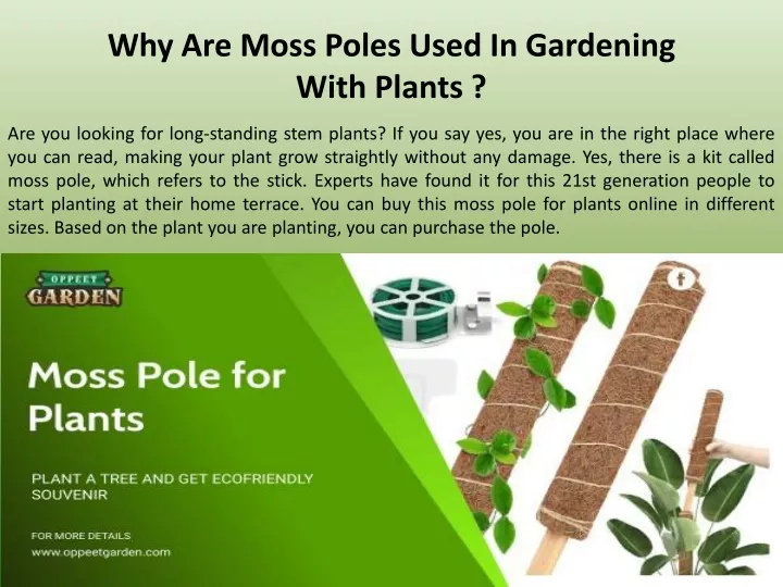 why are moss poles used in gardening with plants