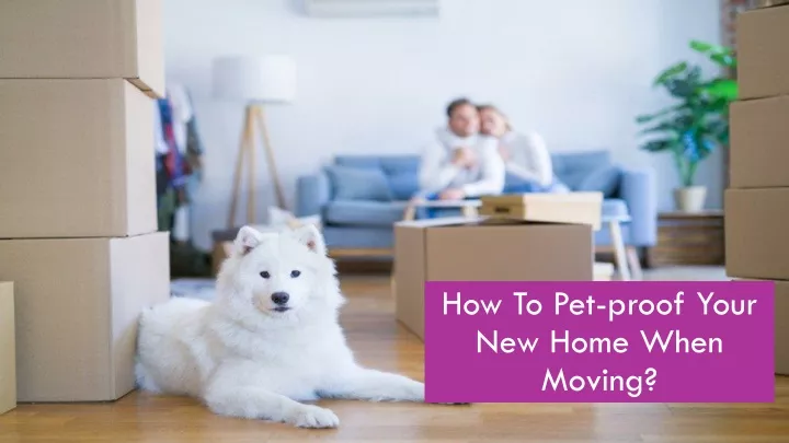 how to pet proof your new home when moving