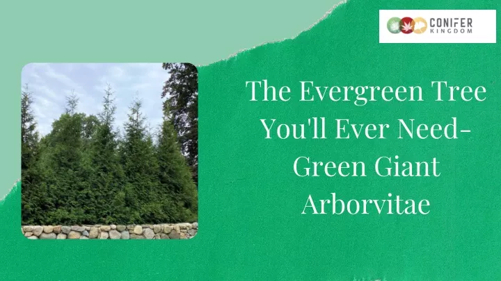 the evergreen tree you ll ever need green giant