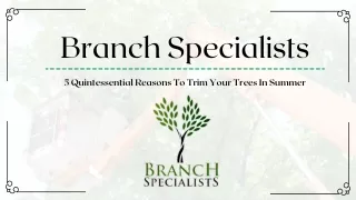 5 Quintessential Reasons To Trim Your Trees In Summer - Branch Specialists Texas