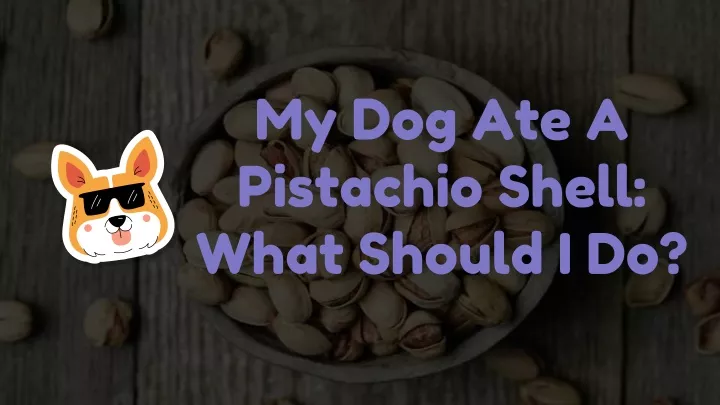 my dog ate a pistachio shell what should i do