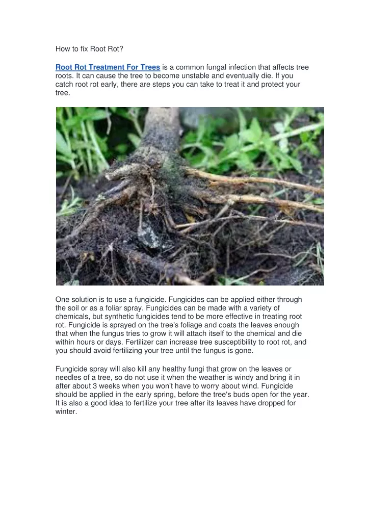 how to fix root rot