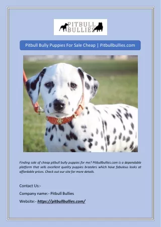 Pitbull Bully Puppies For Sale Cheap | Pitbullbullies.com
