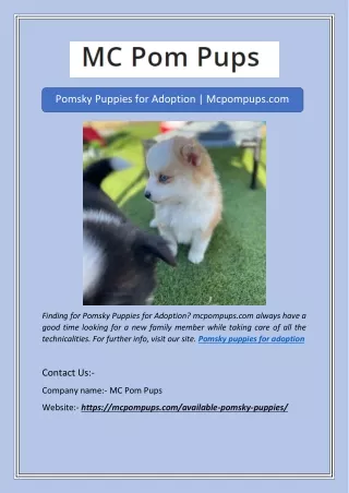 Pomsky Puppies for Adoption | Mcpompups.com