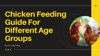 Guide To Chicken Feeding | Sin Long Heng