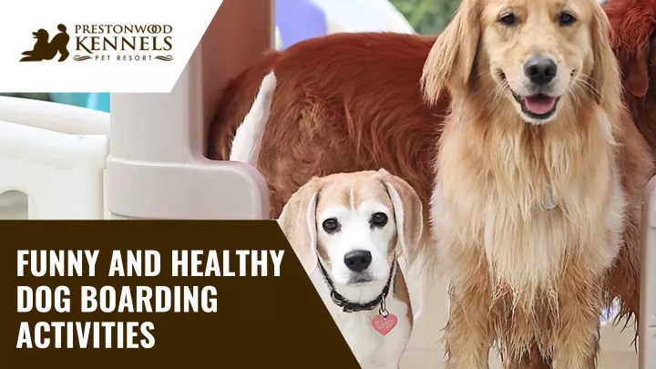 funny and healthy dog boarding activities
