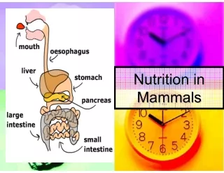 nutrition in nutrition in mammals mammals