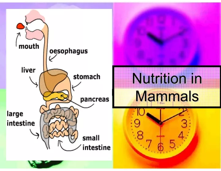 nutrition in nutrition in mammals mammals