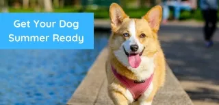 Get Your Dog Summer Ready
