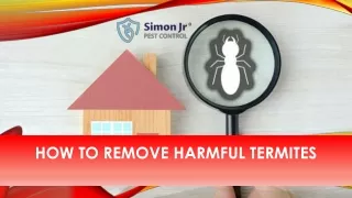 How to Remove Harmful Termites
